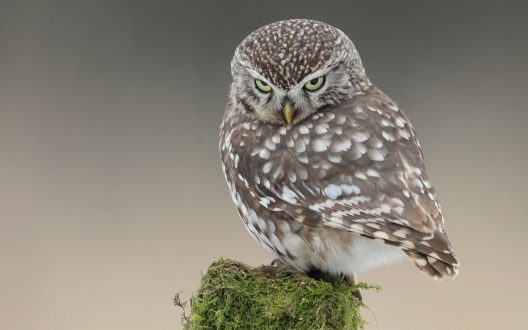 Owl Wallpapers for Laptop