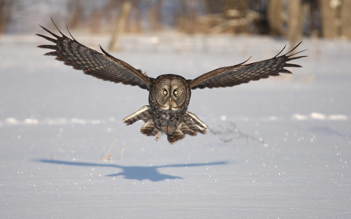 Owl Windows Wallpapers