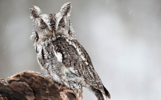Owl images