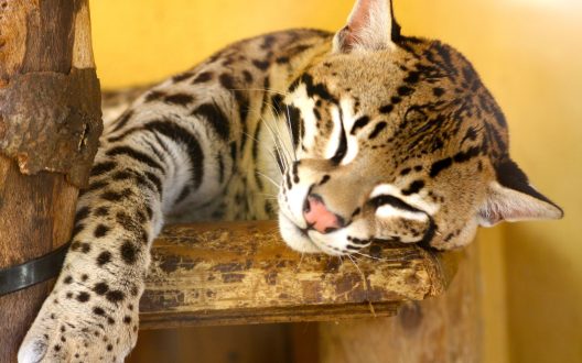 Pictures of Ocelot