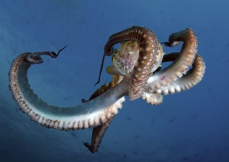 Pictures of Octopus