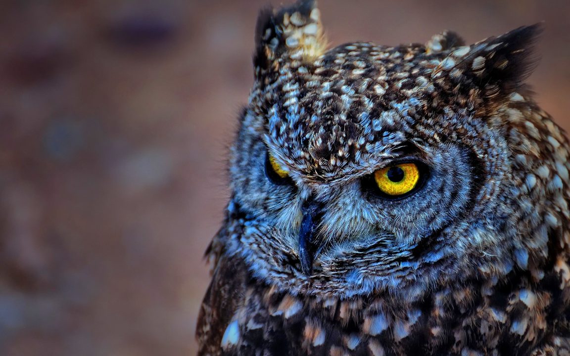 Pictures of Owl