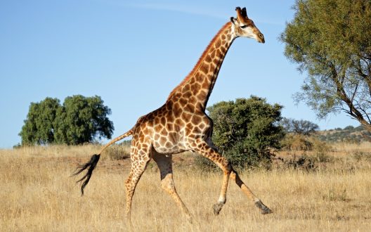 Giraffe 15