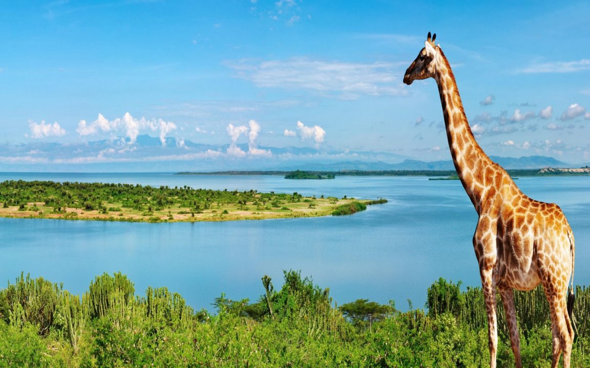 Giraffe 5