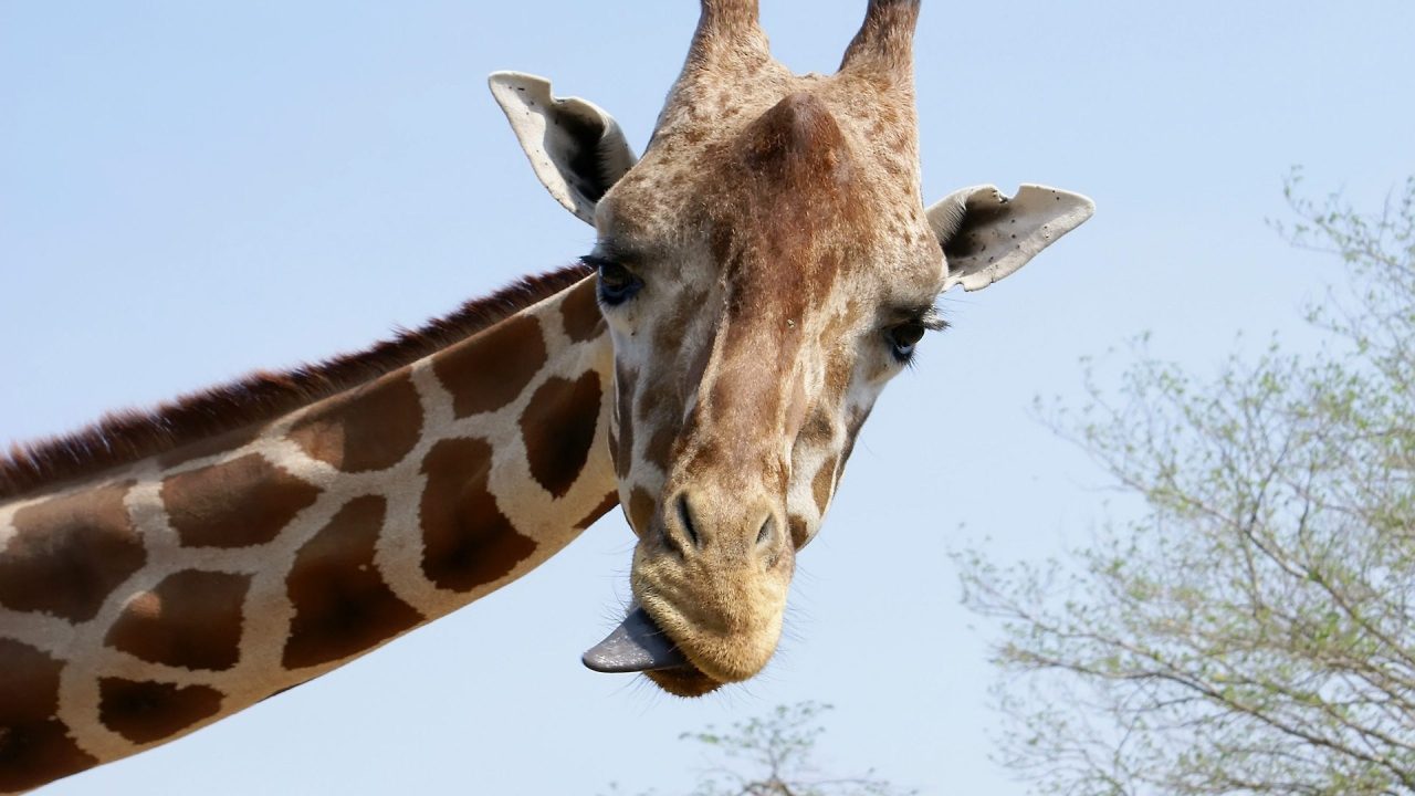 Giraffe 6