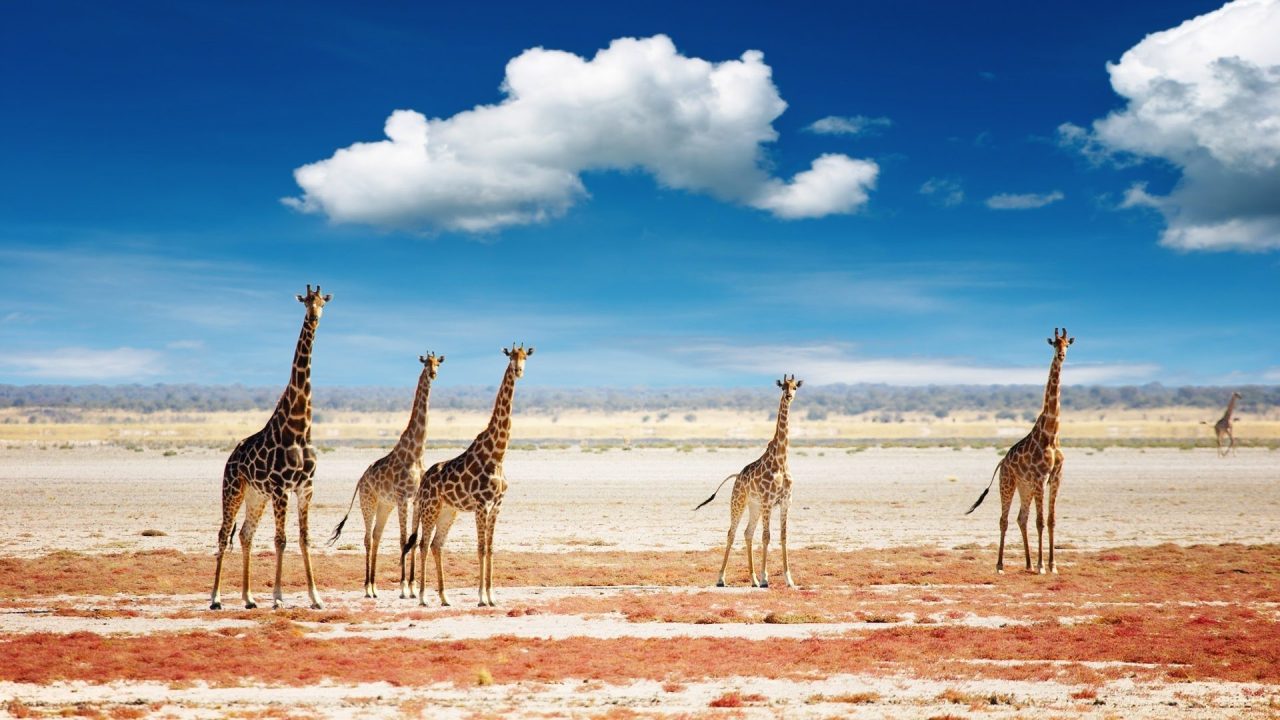 Giraffe Background