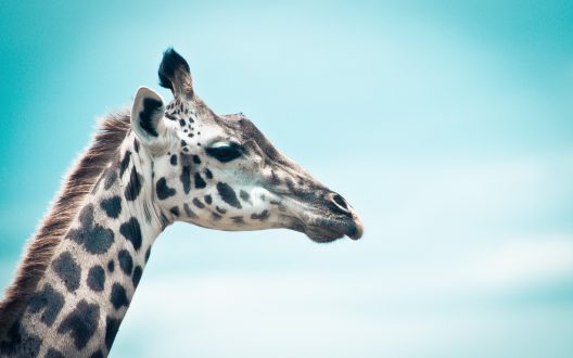 Giraffe Desktop Wallpapers
