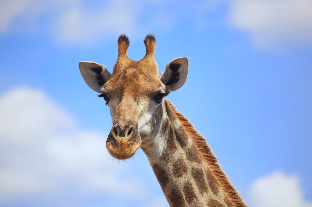 Giraffe HD