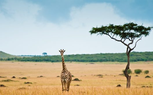 Giraffe HQ