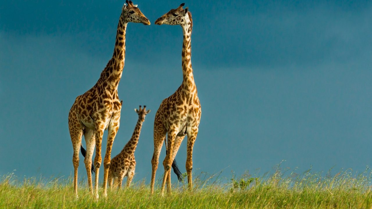 Giraffe Laptop Wallpapers