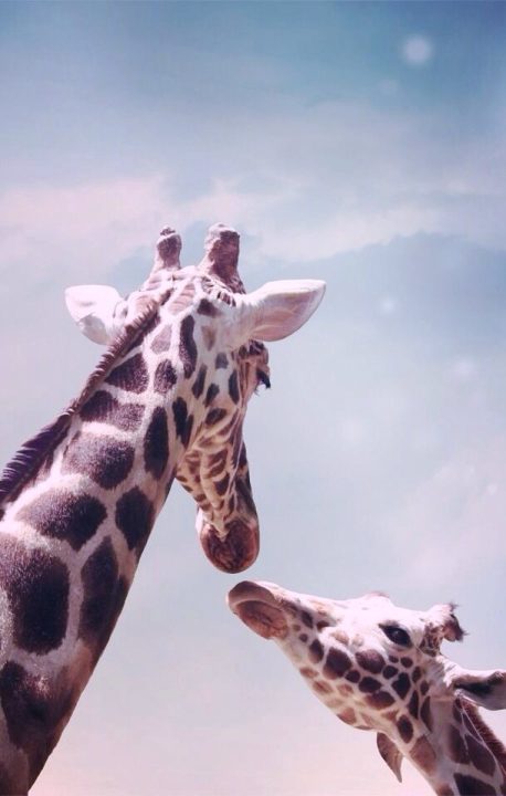 Giraffe Mobile Wallpapers 3