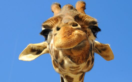 Giraffe Pictures