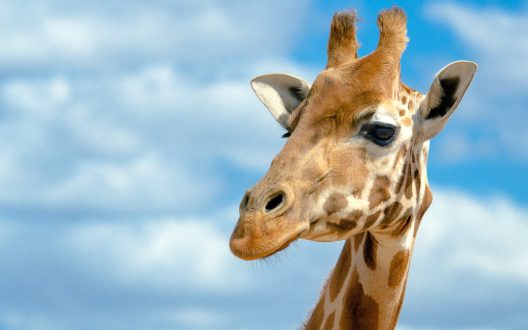 Giraffe Wallpapers 3