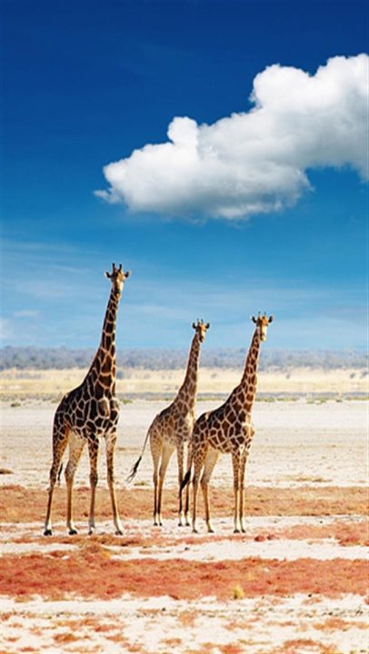 Giraffe Wallpapers for Phone