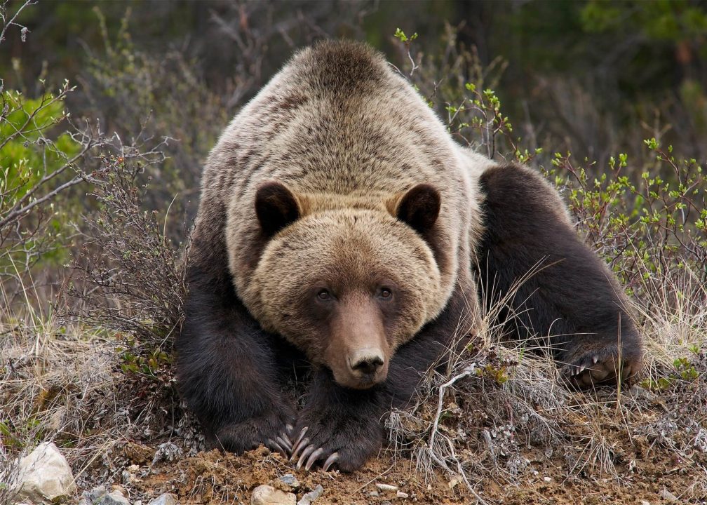 Grizzly Bear