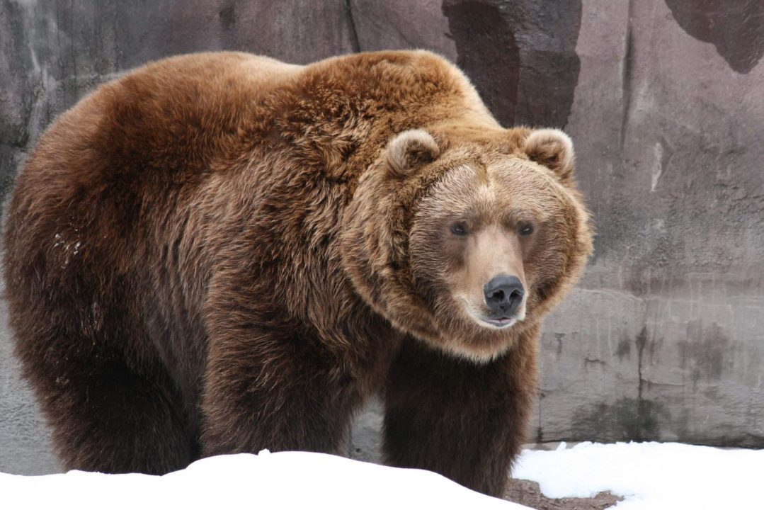 Grizzly Bear 2