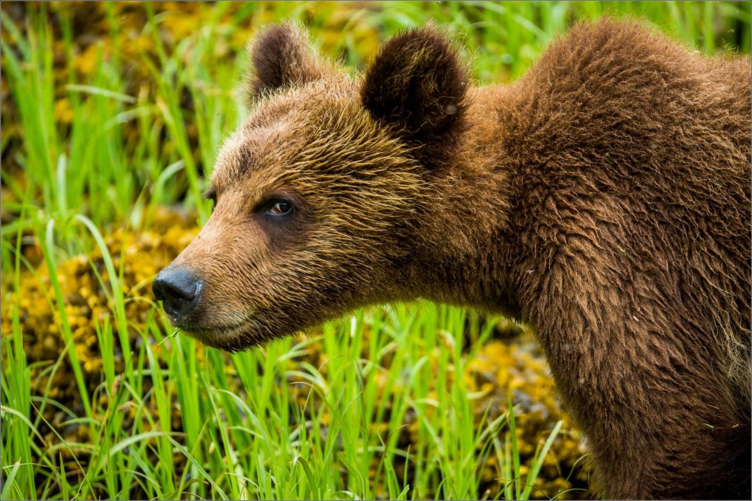 Grizzly Bear High Definition