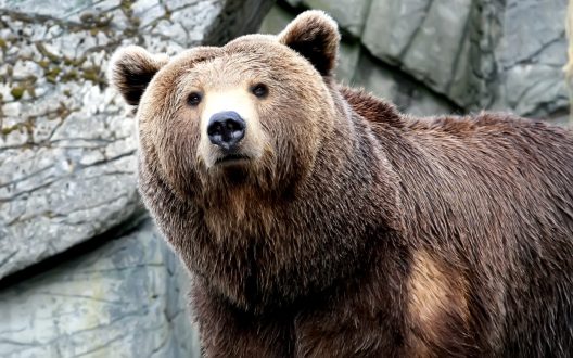 Grizzly Bear Photos