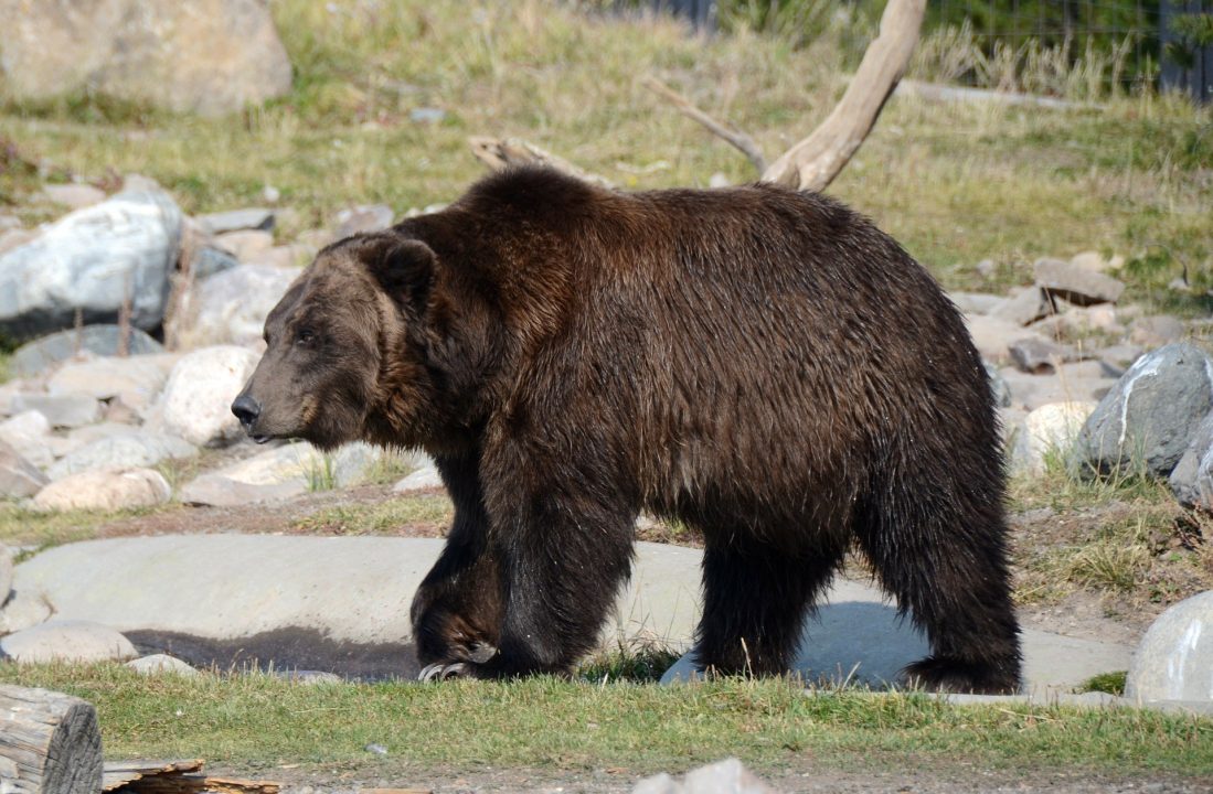 Grizzly Bear Pictures