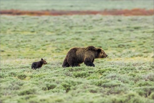 Grizzly Bear Wallpapers 4