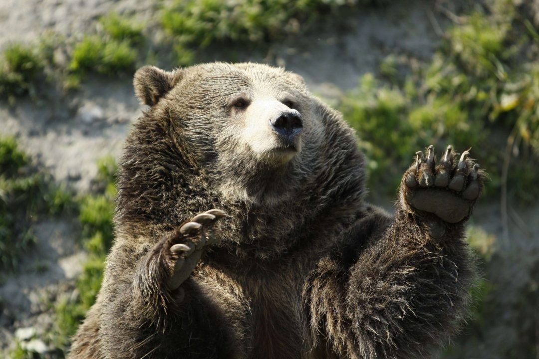 Grizzly Bear images