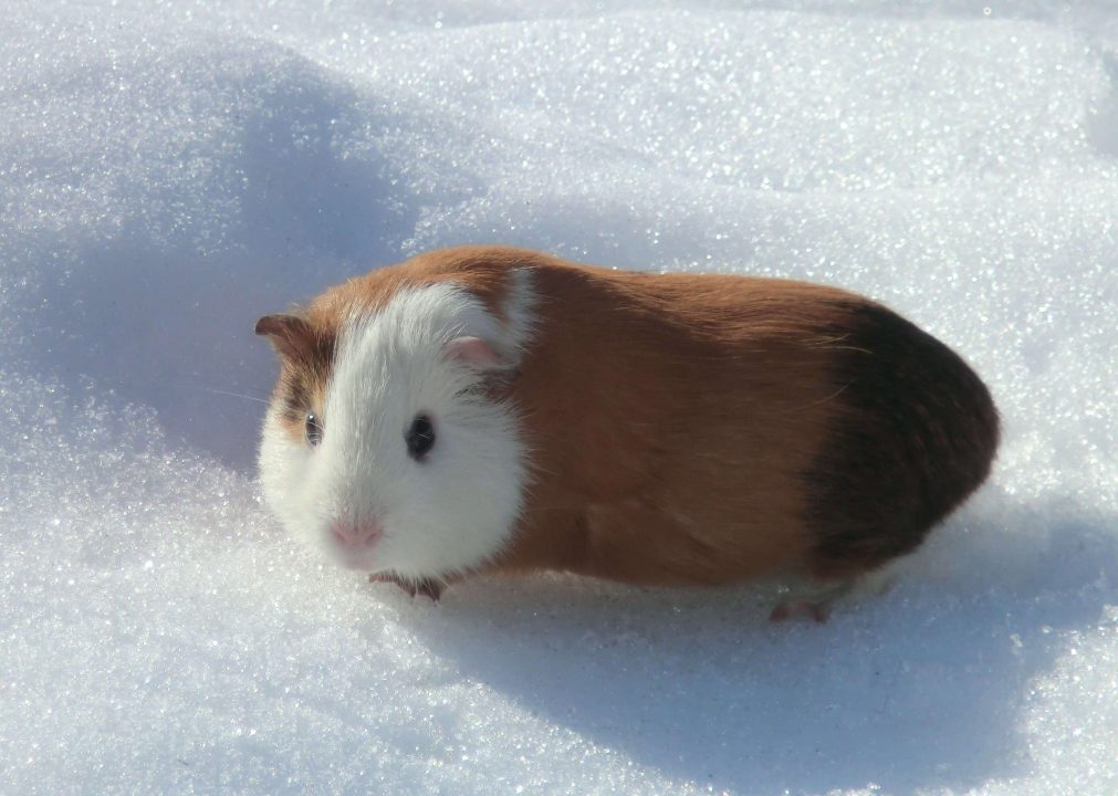 Guinea Pig 10