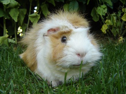 Guinea Pig 11