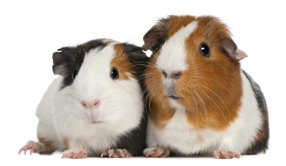 Guinea Pig 12