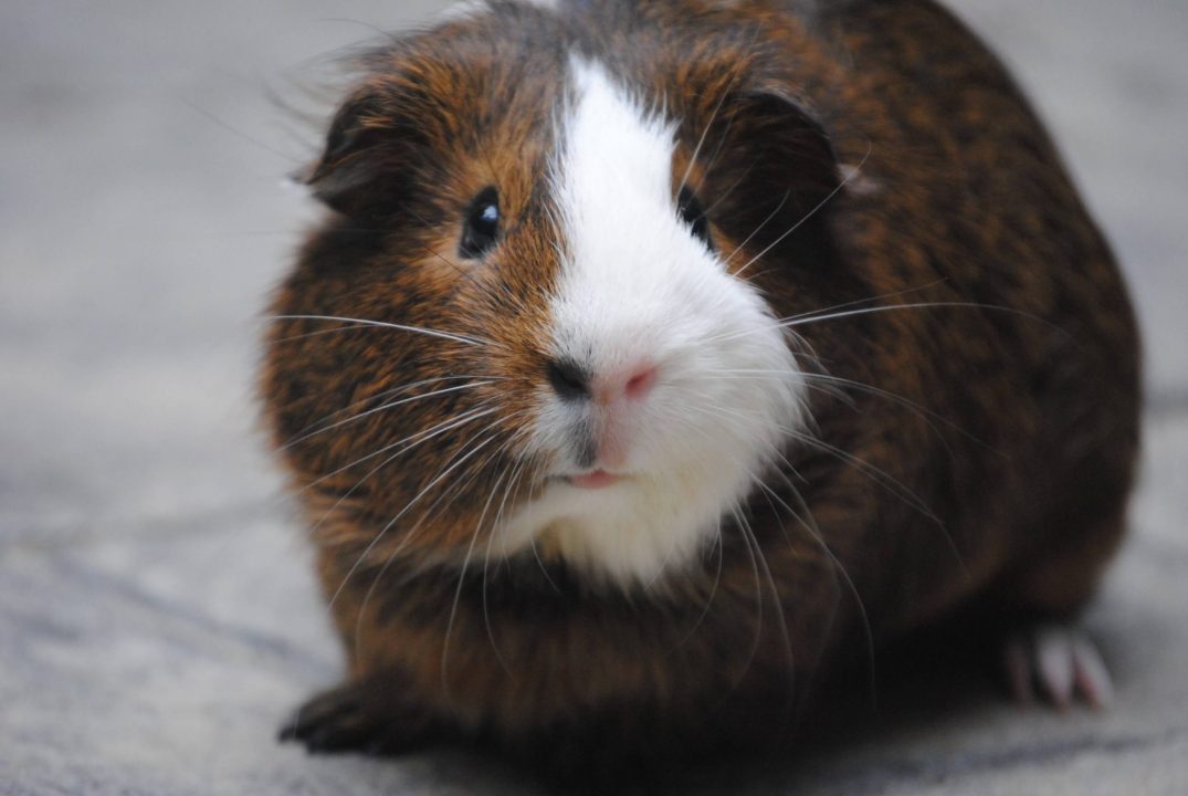 Guinea Pig 13