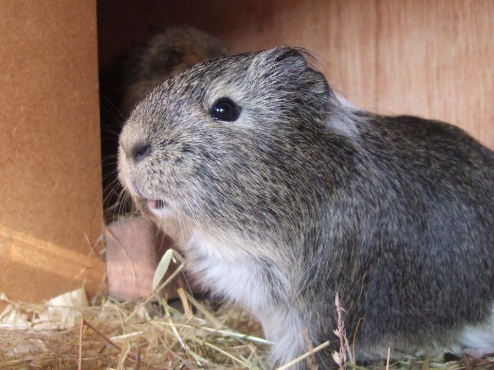 Guinea Pig 2