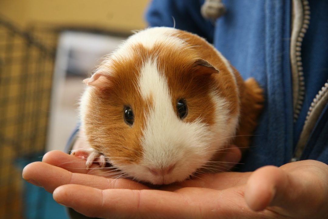 Guinea Pig 3