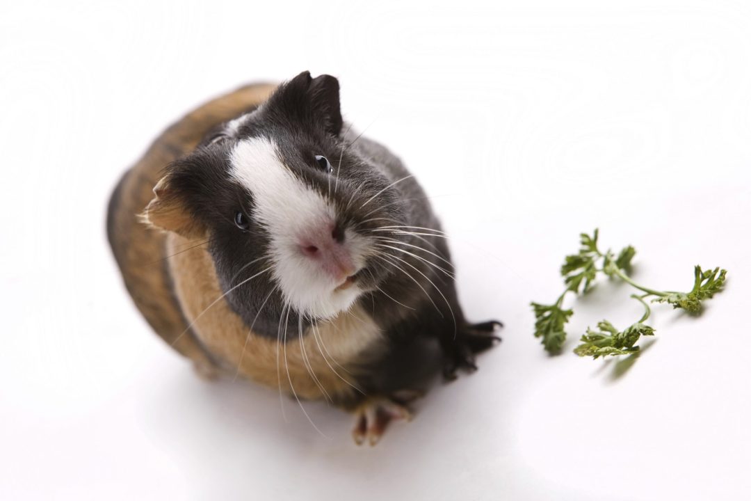 Guinea Pig 4