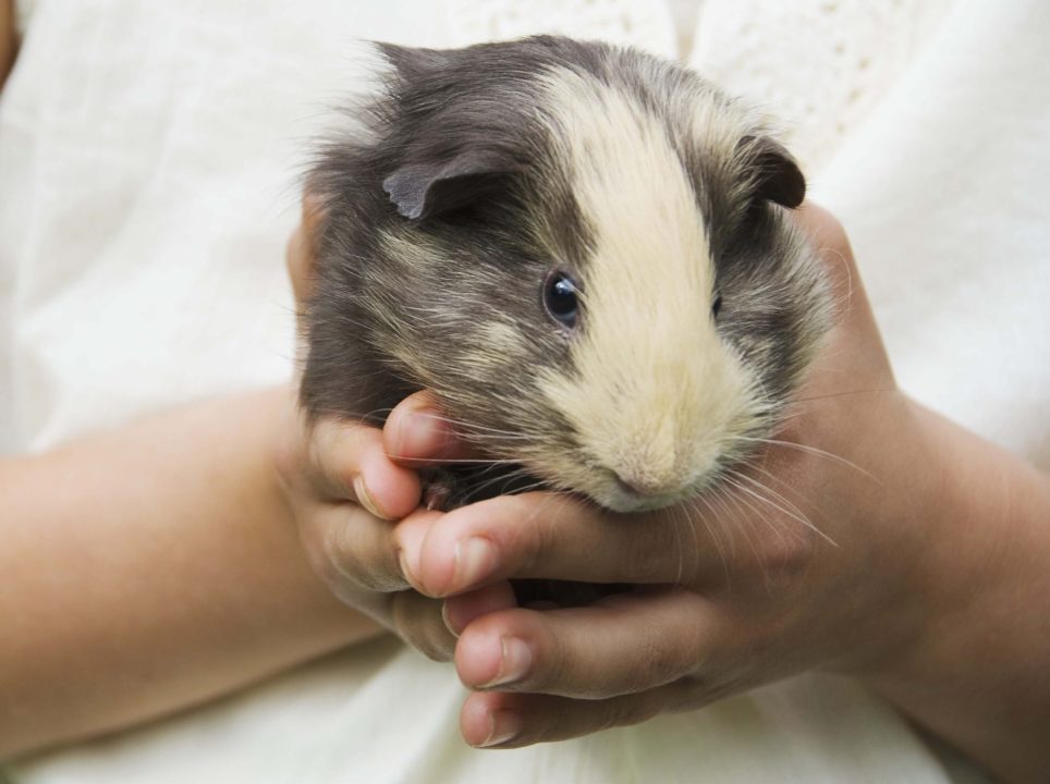 Guinea Pig 5