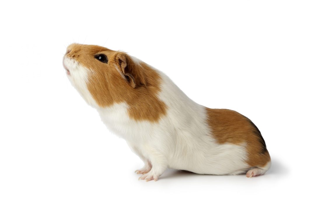 Guinea Pig 6