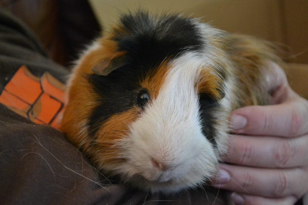 Guinea Pig 7