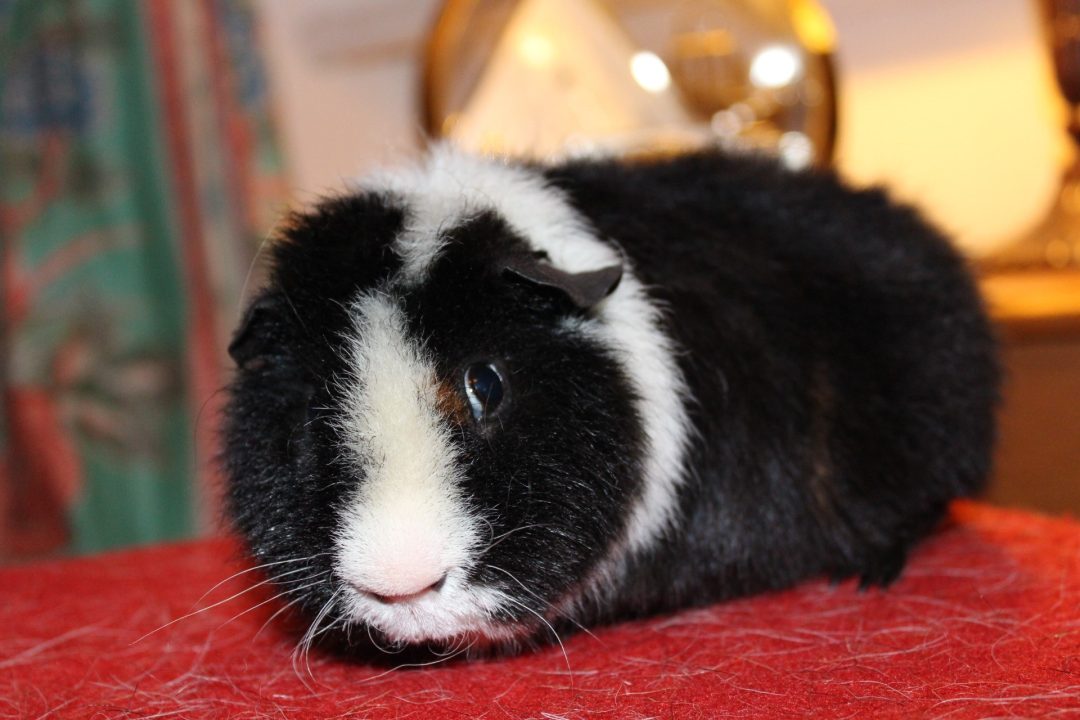 Guinea Pig 9