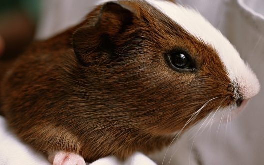 Guinea Pig Background