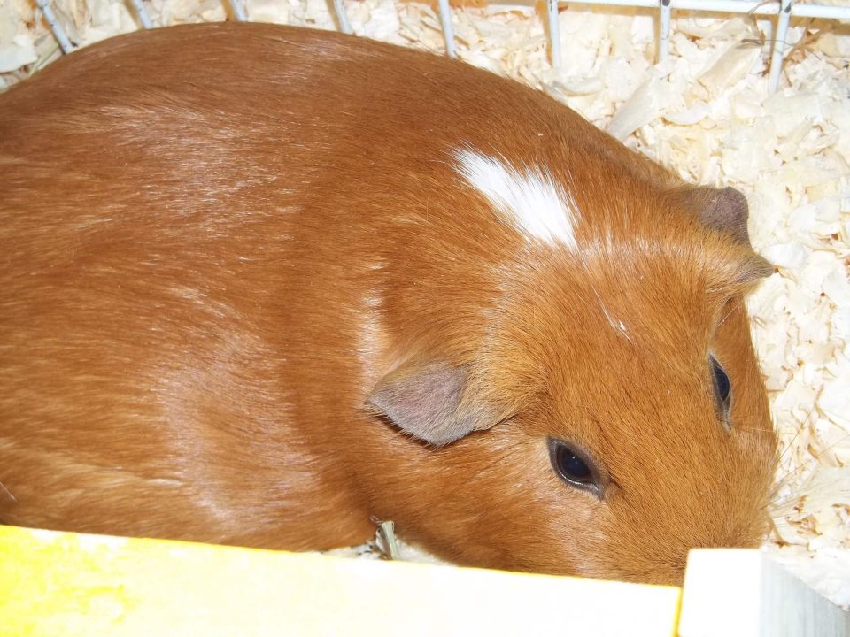 Guinea Pig Background images