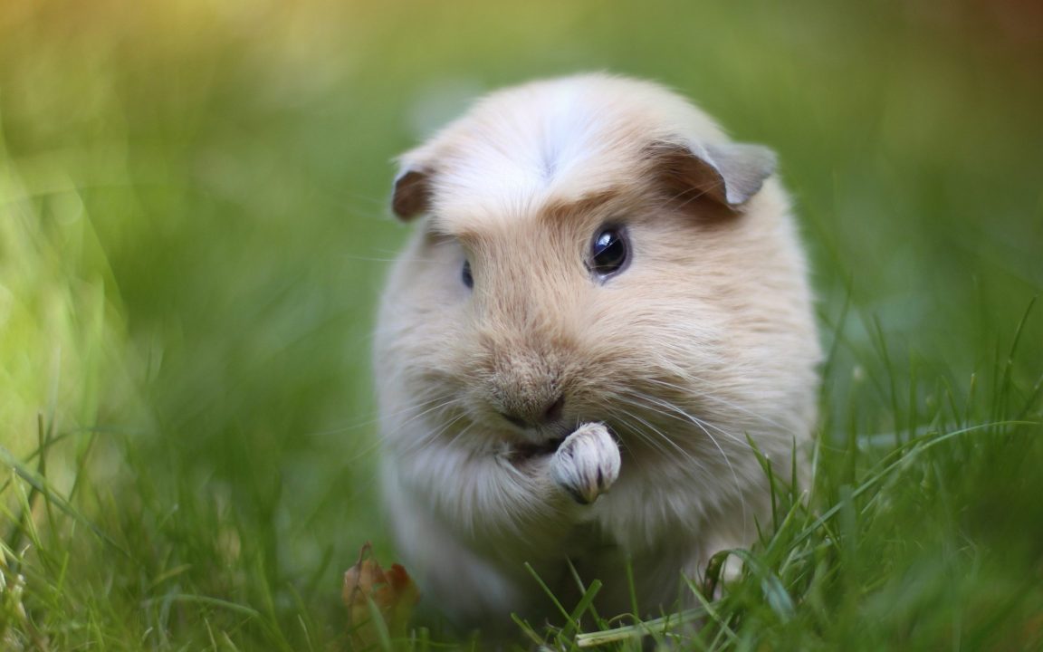 Guinea Pig Computer Wallpapers