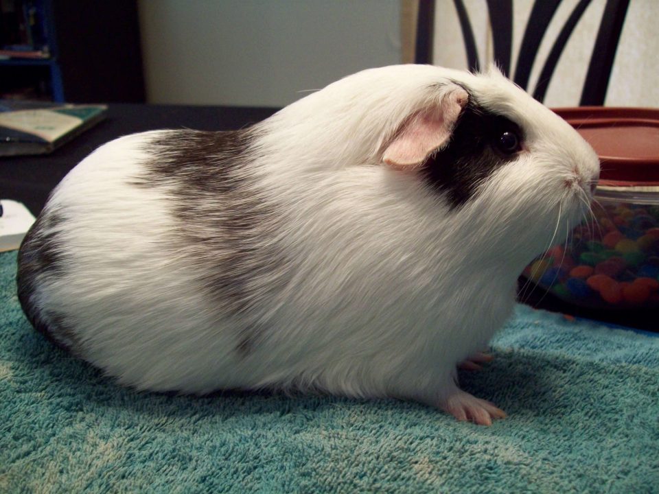 Guinea Pig Desktop