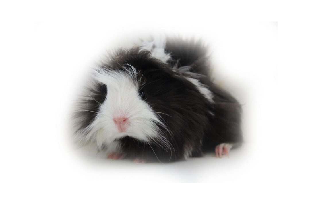 Guinea Pig Photos