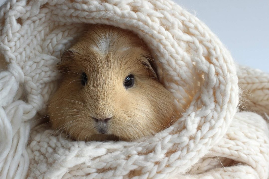 Guinea Pig Pics