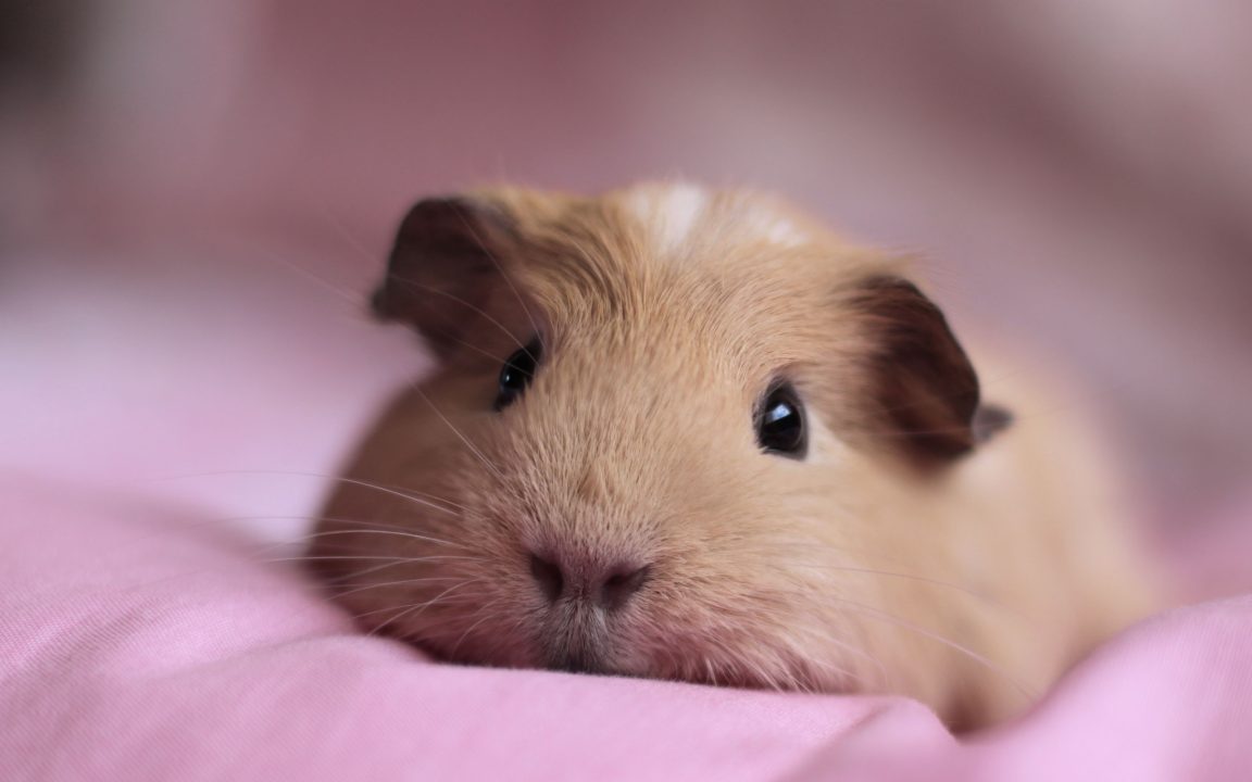 Guinea Pig Pictures