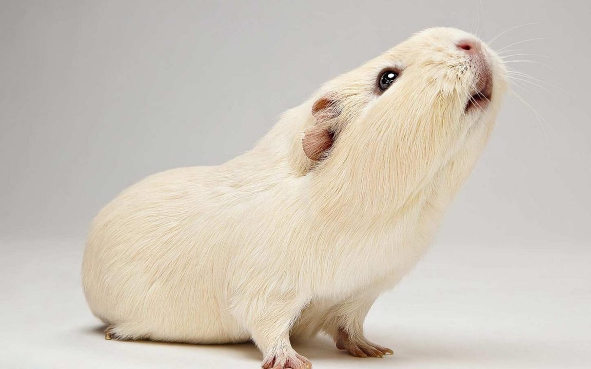 Guinea Pig Wallpapers for Laptop