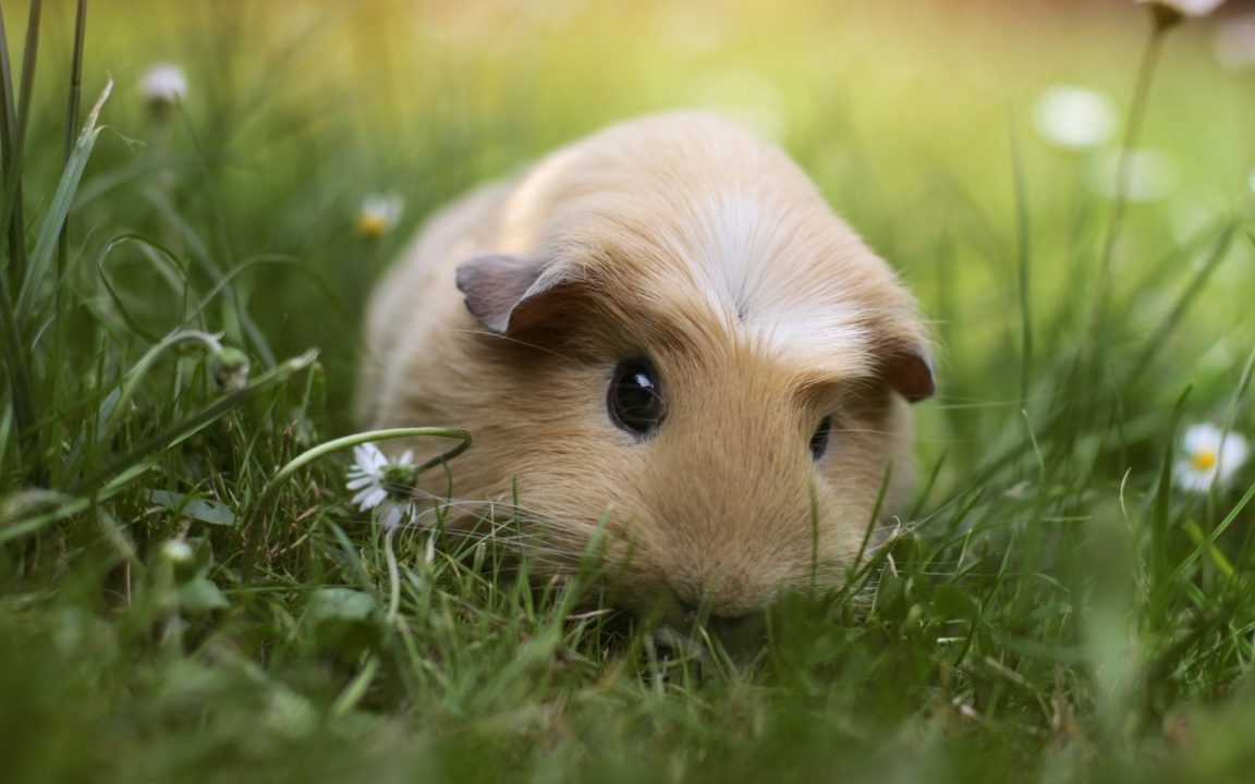 Guinea Pig images