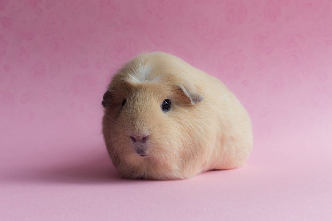 Guinea Pig