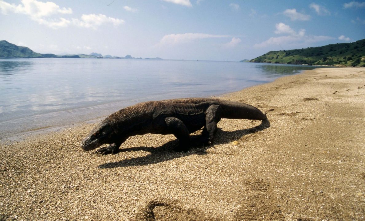 Komodo Dragon 10