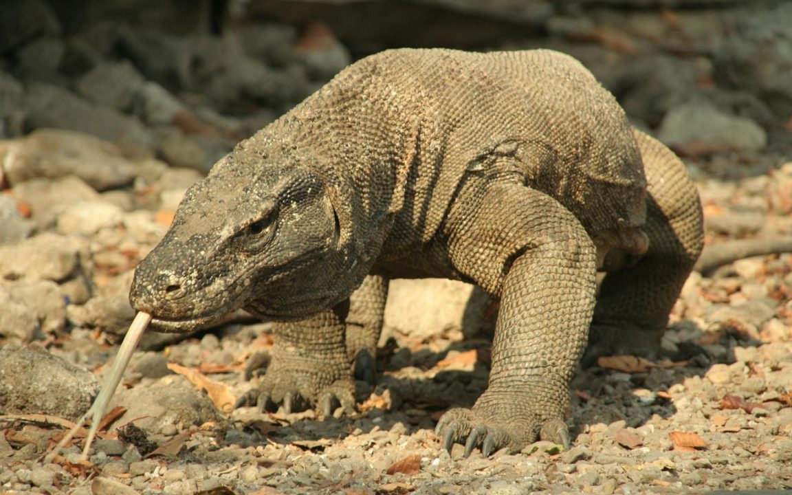 Komodo Dragon