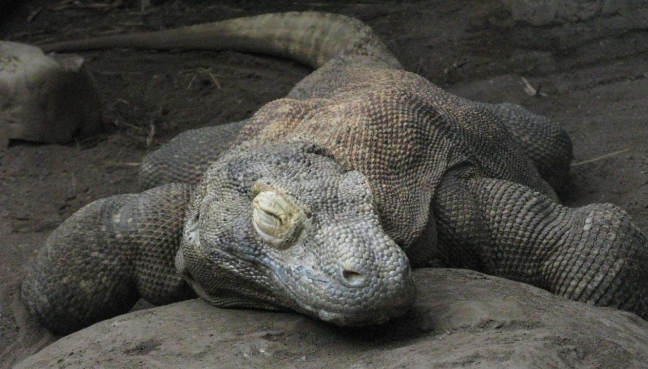 Komodo Dragon 13