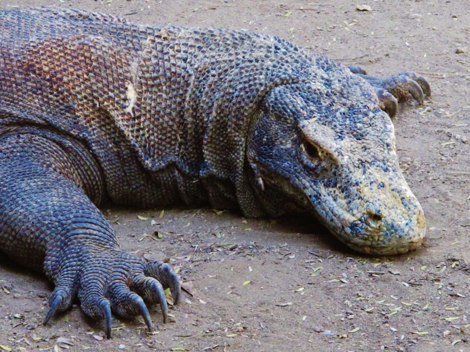 Komodo Dragon 14